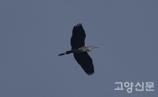 왜가리 [사진=한동욱]