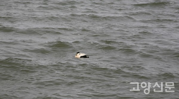 코먼 아이더 [사진=한동욱]