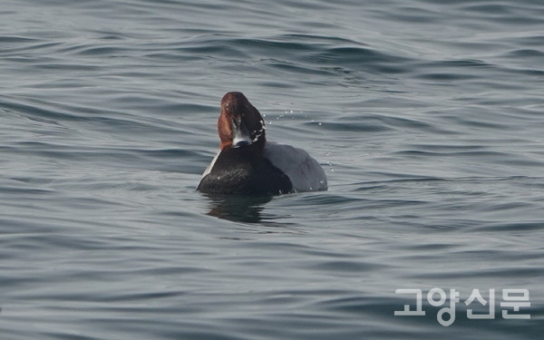 흰죽지 [사진=한동욱] 