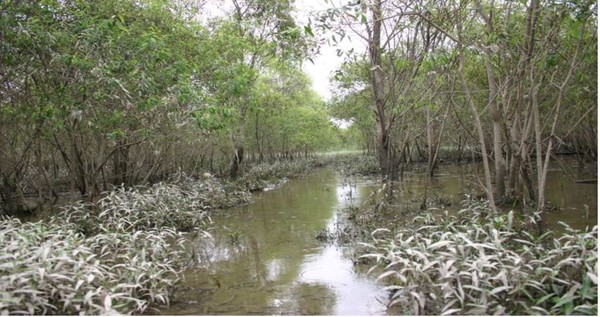 장항습지의 핵심 생태적 특성은 바닷물과 민물이 만나 생겨난 갯물에 숲이 형성된 ‘갯물숲’이라는 점이다.