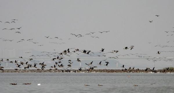 재두루미, 저어새, 큰기러기, 개리 등의 물새들이 월동기에는 평균 3만4000마리, 이동기에는 평균 9만7000마리 정도 한강하구에 머문다.