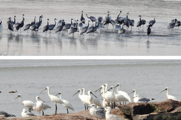 멸종위기종인 재두루미(위)와 저어새(아래).