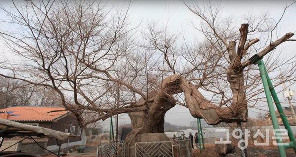 산황동 느티나무는 최근 수세가 약화되며 건강에 대한 우려를 낳고 있다. [사진제공=고양환경운동연합]