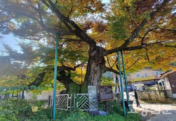 700여 년 세월의 나이테를 품고 있는 산황동 용뿔 느티나무  [사진제공=고양환경운동연합]