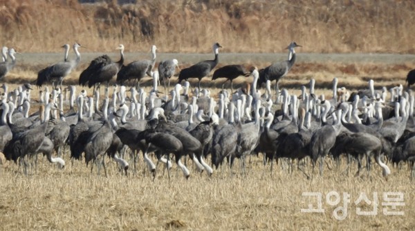 볍씨를 모이로 쪼아먹는 흑두루미, 순천만 대대들.  ⓒ 박수택
