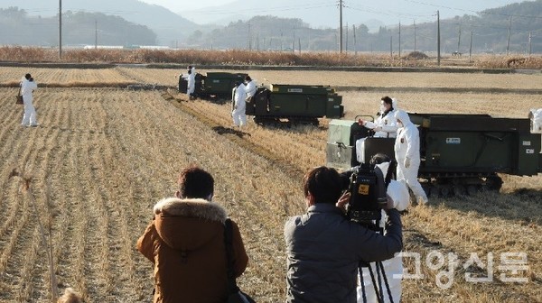  흑두루미 모이 볍씨 뿌리기 시범, 서산시장과 순천시장, 지난 11일 순천만 인안들.  ⓒ 박수택