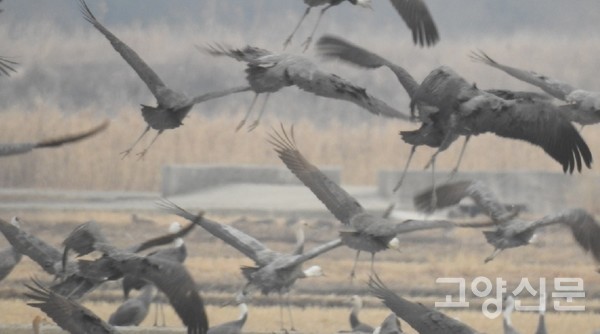 순천만 대대들 흑두루미.  ⓒ 박수택