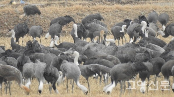  순천만 대대들 흑두루미.  ⓒ 박수택