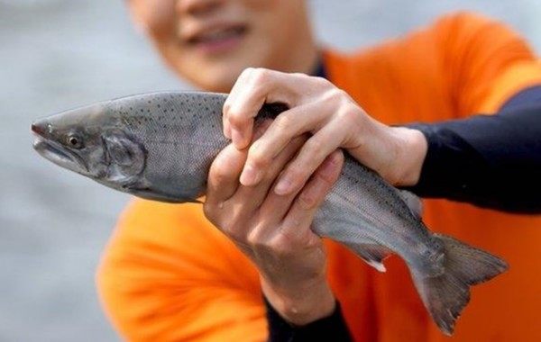 화천 산천어 축제 홍보 사진.  ⓒ 화천군