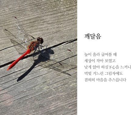 김선중 시인의 디카시 작품