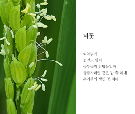 김선중 시인의 디카시 작품