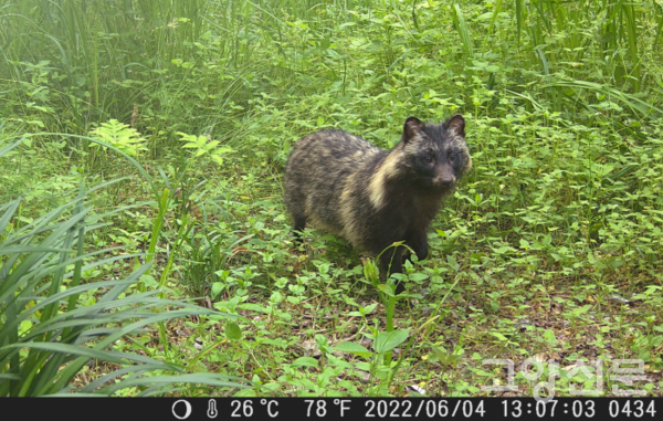 정발산의 너구리 [사진제공=에코코리아]