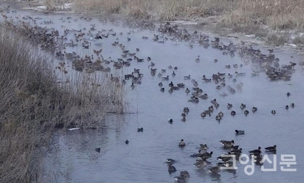 파주출판도시 갈대샛강과 유수지 [사진제공=에코코리아]