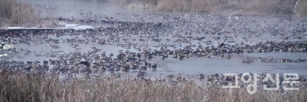 파주출판도시 유수지를 찾아온 겨울철새들 [사진제공=에코코리아]
