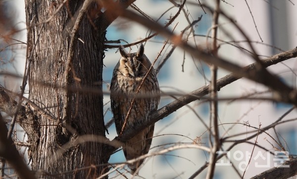 한류천 수변공원을 찾아온 칡부엉이 [사진제공=에코코리아]