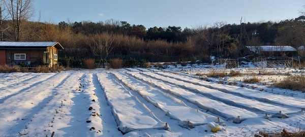 함박눈에 덮인 농장풍경