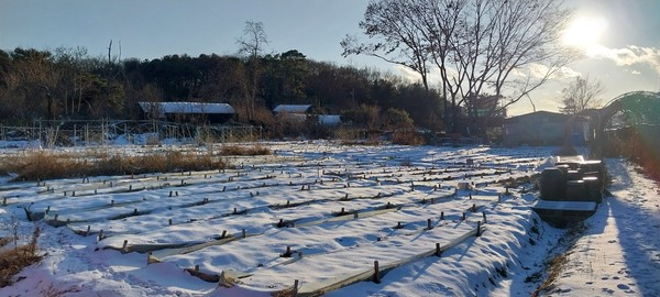 함박눈에 덮인 농장풍경