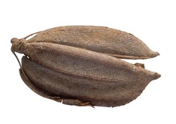 가와지볍씨와 가와지쌀 – 일산신도시 개발과정에서 발견된 5020년 전의 우리나라 최초의 재배볍씨가 싹을 튀어 고양시의 대표 브랜드상품으로 부활하였다. 사진=고양가와지볍씨박물관, 고양시농업기술센터 제공