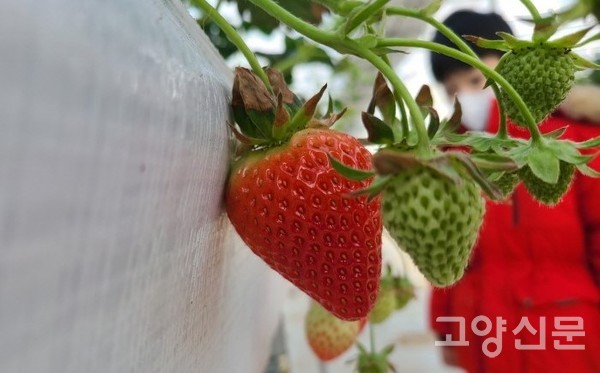 우리나라 딸기 품종은 다른 나라에서도 맛과 품질을 인정받는다.
