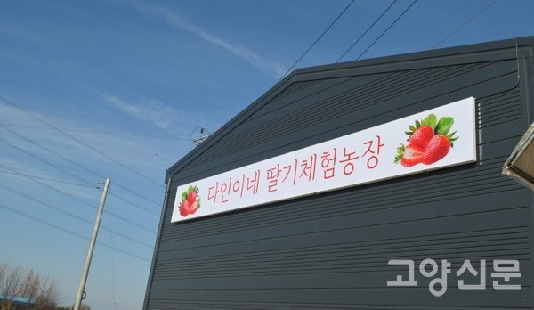 일산서구 구산동에 자리한 다인이네 딸기체험농장