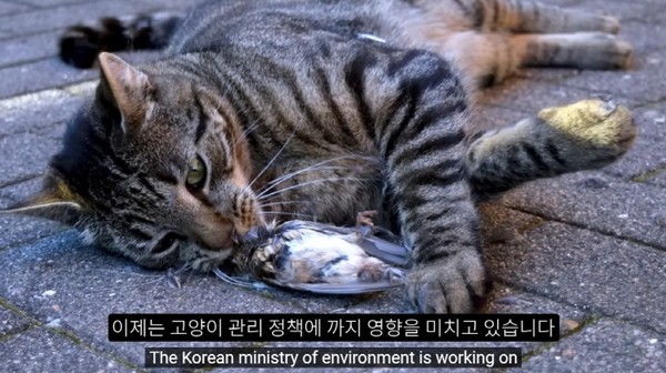 유튜브 '새덕후' 영상 캡쳐