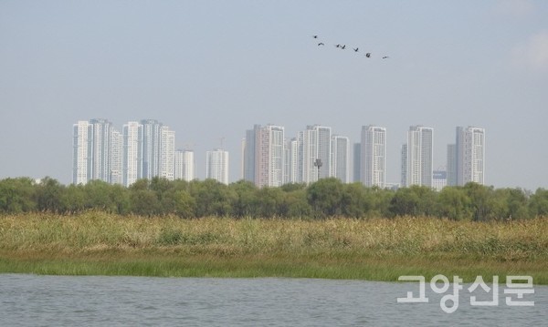 고양 장항습지 갯물숲 [사진제공=에코코리아]