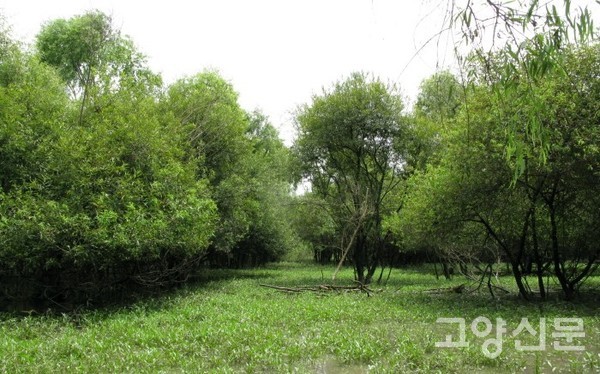 고양 장항습지 선버들 갯물숲 [사진제공=에코코리아]