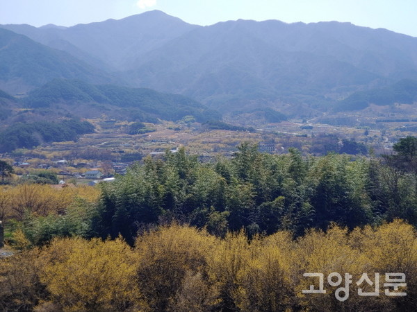 구례 산동면 산수유마을 대숲 [사진제공=에코코리아]