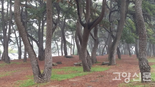 부산 해운대 곰솔숲 [사진제공=에코코리아]
