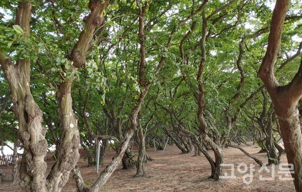 영흥도 십리포 소사나무 해안숲 [사진제공=에코코리아]