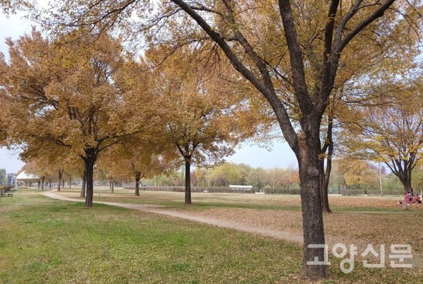 한강 양평동 느릅나무 하천숲 [사진제공=에코코리아]