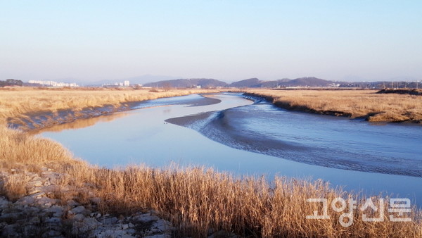 영천교에서 송촌대교까지 3km에 이르는 공릉천 하구 구간은 자연생태계가 가장 풍요롭게 보존된 지역으로 손꼽힌다. 파주와 고양의 시민활동가들은 이곳에서 진행되다가 일시 중단된 하천정비공사가 생태계를 심각하게 위협한다는 우려를 제기하고 있다. 