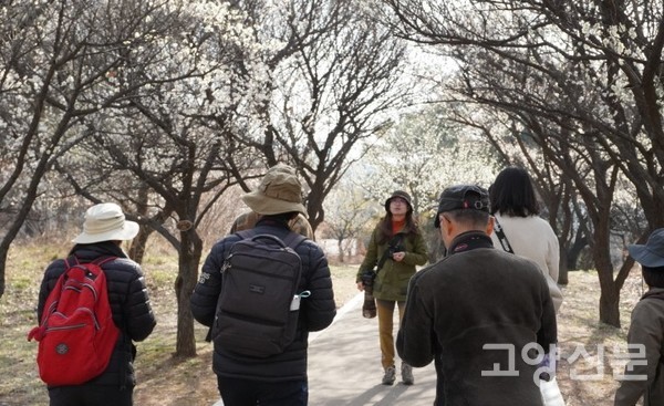 봄을 알리는 매화가 만개한 전통정원 부근 매화나무숲. 