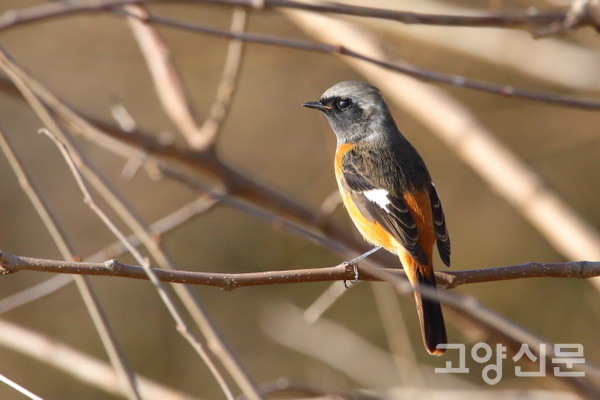 딱새 [사진제공=새와사람사이]