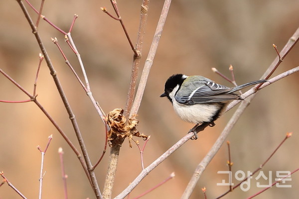 박새 [사진제공=새와사람사이]