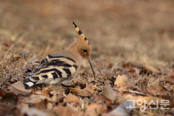후투티 [사진제공=새와사람사이]