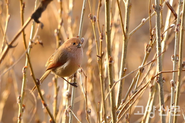 붉은머리오목눈이 [사진제공=새와사람사이]