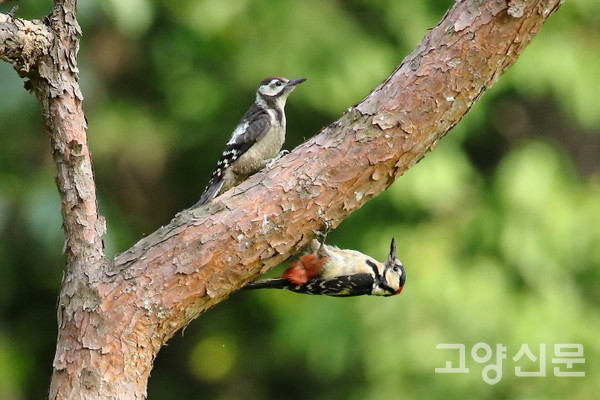 오색딱따구리 [사진제공=새와사람사이]