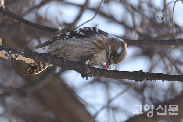 쇠딱따구리 [사진제공=새와사람사이]