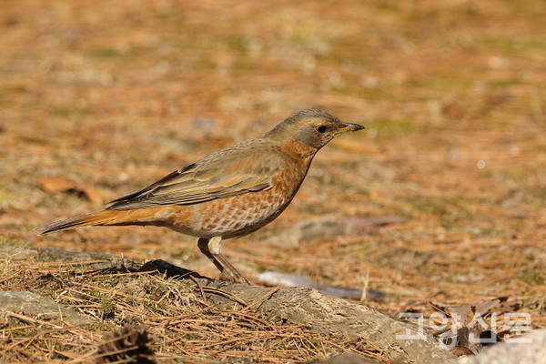 노랑지빠귀 [사진제공=새와사람사이]