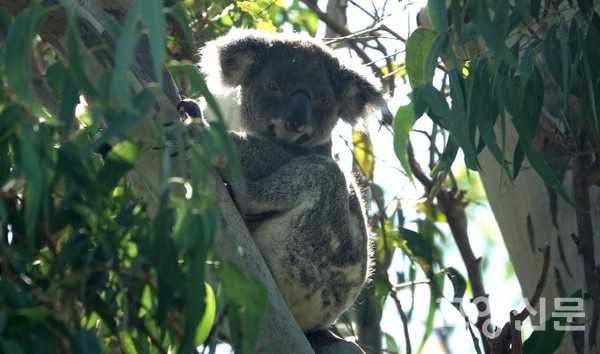 코알라. [사진제공=한동욱]
