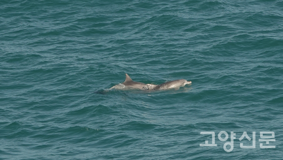 큰돌고래. [사진제공=한동욱]