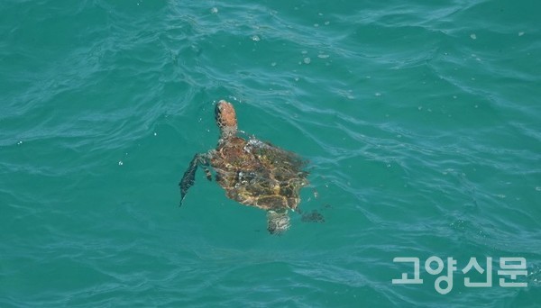 푸른바다거북. [사진제공=한동욱]