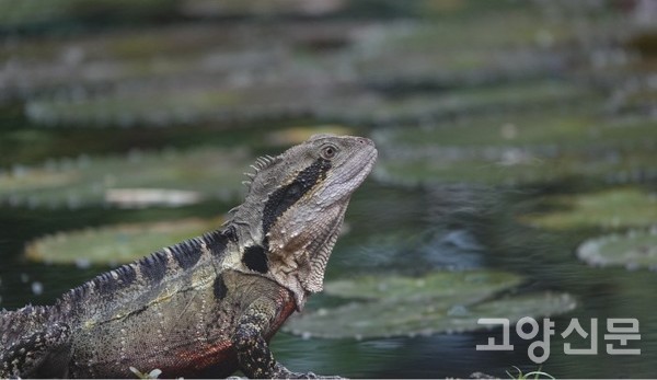 호주물도마뱀. [사진제공=한동욱]