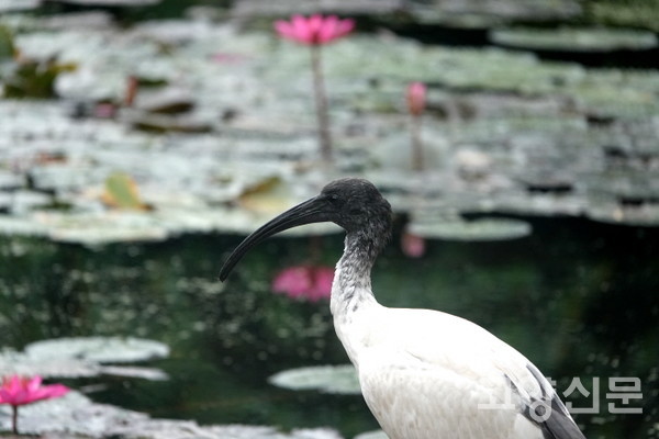 호주흰따오기. [사진제공=한동욱]
