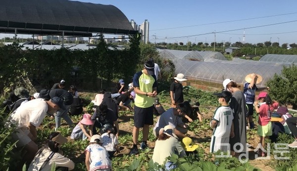 생태 텃밭팀 활동 모습. 지난해 김장 무와 배추를 심어 필요한 분들에게 나눔을 실천했다. [사진제공=마두동성당 생태평화분과]