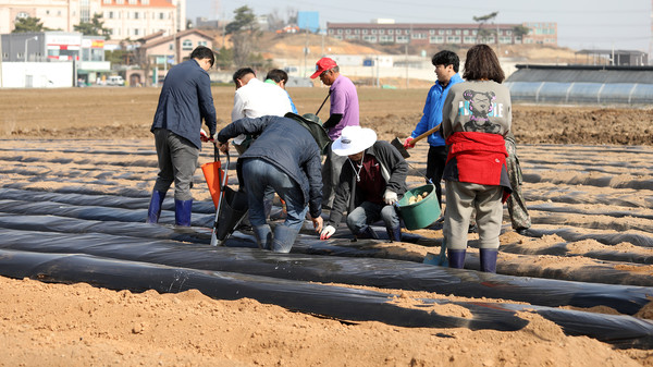 고봉동 주민자치회와 위원, 관계자들이 감자를 심고 있다.