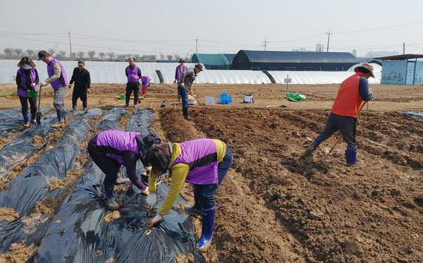 감자씨를 심고있는 대화동 주민자치회 위원들.