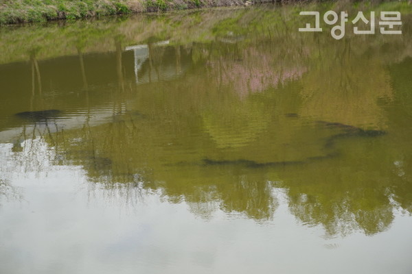 올챙이떼는 연못 둘레 곳곳에서 발견된다. 