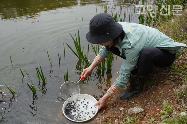 뜰채질 한번에 엄청난 개체수가 올라오는 두꺼비 올챙이들.
